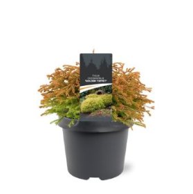 Spygliuotis, tuja vakarinė "Golden Tuffet", vazonėlio skersmuo 19 cm.