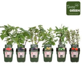 Vaiskrūmis Laag Bio Exclusive, įvairūs, vazonėlio skersmuo 13 cm.