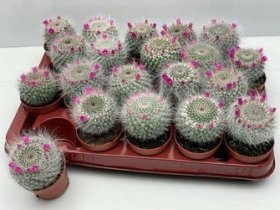 Kambarinis augalas, mamiliarija, vazonėlio skersmuo 12 cm.