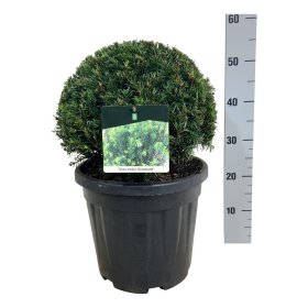 Spygliuotis, kukmedis tarpinis "Groenland", aukštis 30-35 cm., vazonas 10 l.