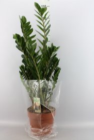 Kambarinis augalas, zamiokulkas, vazonėlio skersmuo 21 cm.