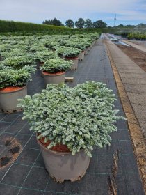 Spygliuotis, kėnis korėjinis "Kohouts Icebreaker", aukštis 60-70 cm., vazonas 40 l.