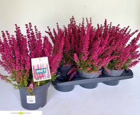 Vienmetė gėlė, erika "Heidi Gem", vazonėlio skersmuo 17 cm.