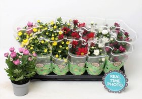 Vienmetė gėlė, chrizantema, vazonėlio skersmuo 9 cm.