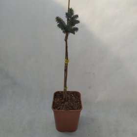 Spygliuotis, eglė "Białobok", vazonas 5 l.