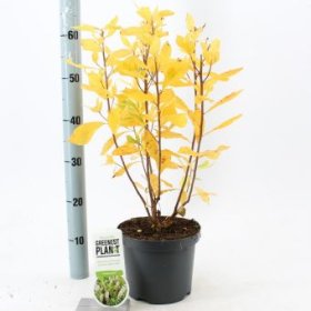 Dekoratyvinis krūmas, alksnotis tikrasis, vazonėlio skersmuo 19 cm.
