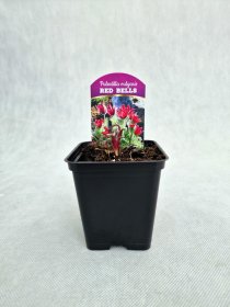 Daugiametė gėlė, šilagėlė "Red Shades", vazonėlio skersmuo 9 cm.