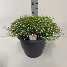 Daugiametė gėlė, guboja "Summer Snow", vazonėlio skersmuo 26 cm.