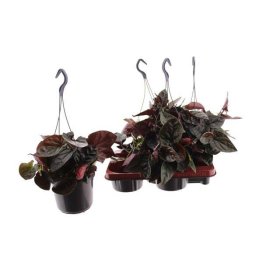 Kambarinis augalas, singonis "Red Arrow", vazonėlio skersmuo 15 cm.