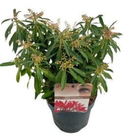 Dekoratyvinis krūmas, bereinutis japoninis "Forest Flame", vazonėlio skersmuo 19 cm.