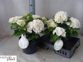 Dekoratyvinis krūmas, hortenzija, baltos sp., vazonėlio skersmuo 23 cm.