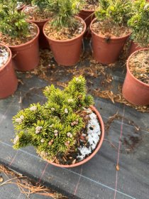 Spygliuotis, pušis kalninė "Jacobsen", vazonėlio skersmuo 23 cm.