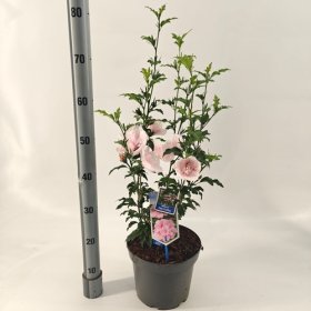 Daugiametė gėlė, kinrožė "Pink Chiffon", vazonėlio skersmuo 23 cm.