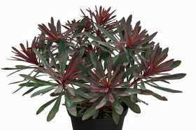 Daugiametė gėlė, karpažolė "Miners Merlot", vazonėlio skersmuo 14 cm.