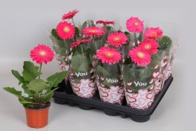 Kambarinis augalas, gerbera, vazonėlio skersmuo 9 cm.