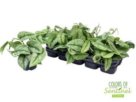 Kambarinis augalas, skindapas "Pict Trebie", vazonėlio skersmuo 12 cm.