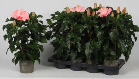 Kambarinis augalas, kinrožė "Jersey", vazonėlio skersmuo 13 cm.