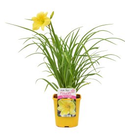 Daugiametė gėlė, viendienė, įvairios, vazonas 2 l.