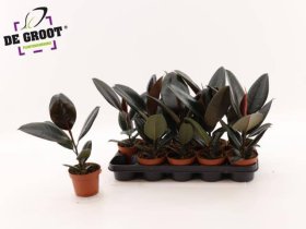 Kambarinis augalas, fikusas "Abidjan", vazonėlio skersmuo 12 cm.