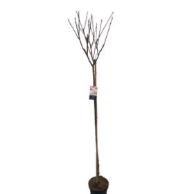 Dekoratyvinis medis, sakura "Kanzan", ant stiebo, aukštis 180 cm., vazonėlio skersmuo 38 cm.