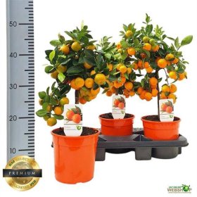 Kambarinis augalas, citrusas kalamandinas, ant stiebo, vazonėlio skersmuo 17 cm.