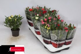 Kambarinis augalas, rožė, vazonėlio skersmuo 11 cm.