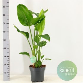 Kambarinis augalas, strelicija "Nicolai", vazonėlio skersmuo 21 cm.