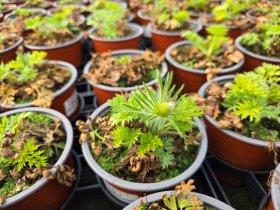 Daugiametė gėlė, šilagėlė, vazonėlio skersmuo 12 cm.