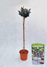 Spygliuotis, eglė sitkinė "Silberzwerg", vazonas 5 l.