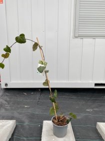 Vijoklinis augalas, gebenė "Colchica", vazonėlio skersmuo 17 cm.