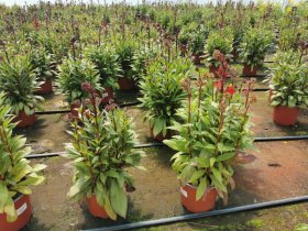 Daugiametė gėlė, lobelija, vazonėlio skersmuo 17 cm.