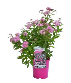 Dekoratyvinis krūmas, lanksva, vazonas 2 l.