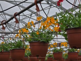 Vienmetė gėlė, nemezija svyranti, vazonėlio skersmuo 15 cm.