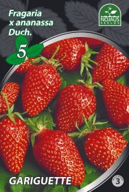 Braškių daigai (frigo) Gariguette, 5 vnt.