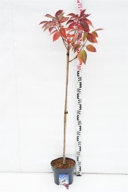 Dekoratyvinis krūmas, hortenzija šluotelinė "Wim"s Red", ant stiebo, aukštis 150 cm., vazonas 7,5 l.