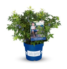 Vaiskrūmis, šilauogė LUCKY BERRY