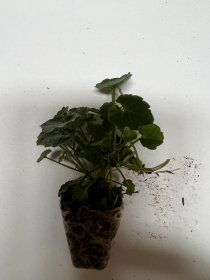 Daugiametės gėlės daigelis, katilėlis uolinis "Cathrina"