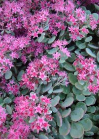 Daugiametė gėlė, šilokas, įvairios veislės, vazono talpa 1 l.