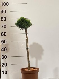 Spygliuotis, pušis "Sherwod Com", ant stiebo, vazonėlio skersmuo 23 cm.