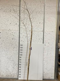 Dekoratyvinis medis, sakura "Accalade", vazonėlio skersmuo 23 cm.