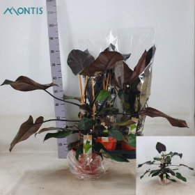 Kambarinis augalas, filodendras "Ruby", vazonėlio skersmuo 19 cm.