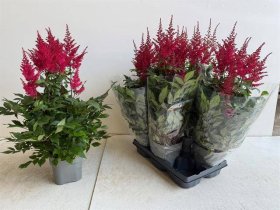 Daugiametė gėlė, astilbė "Drum An Bas", vazonėlio skersmuo 14 cm.