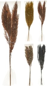 Dekoratyvinės nendrės, 4 skirtingos sp., 80 cm