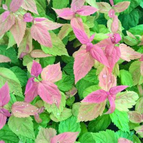 Dekoratyvinis krūmas, lanksva japoninė "Macrophylla", vazonėlio tūris 2 l.