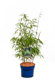 Žolinis augalas, raudonasis bambukaitis, aukštis 60-80 cm., vazonas 5 l.