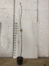 Dekoratyvinis medis, tridyglė gledičija, vazonėlio skersmuo 21 cm.