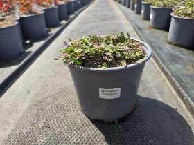 Šliaužiantis augalas, leptinela, vazonėlio skersmuo 19 cm.