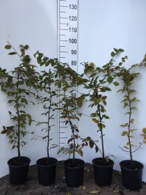 Dekoratyvinis krūmas, skroblas, vazonėlio skersmuo 17 cm.