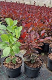 Dekoratyvinis krūmas, pūkenis europinis, vazonas 2,5 l.