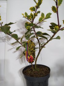 Dekoratyvinis krūmas, bugienis dygialapis "Aurea marginata", vazonas 2 l.